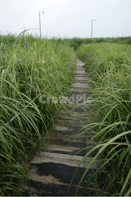 식물,plants,nature,억새,여름,하늘공원,길,초록,산책,자연,풍경,nature,landscape,grass,잔디,plant