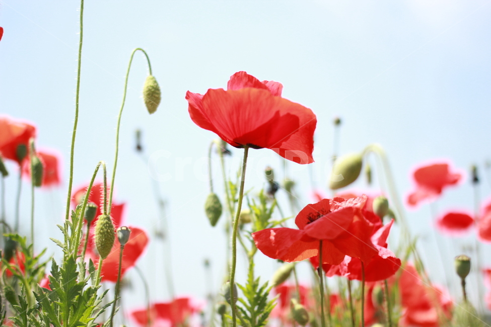 양귀비,꽃,자연,하늘,식물,식물,자연,plants,nature,꽃,flower