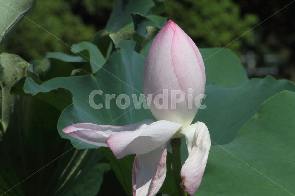 연,꽃,식물,연꽃,lotus,식물,자연,plants,nature,꽃,flower