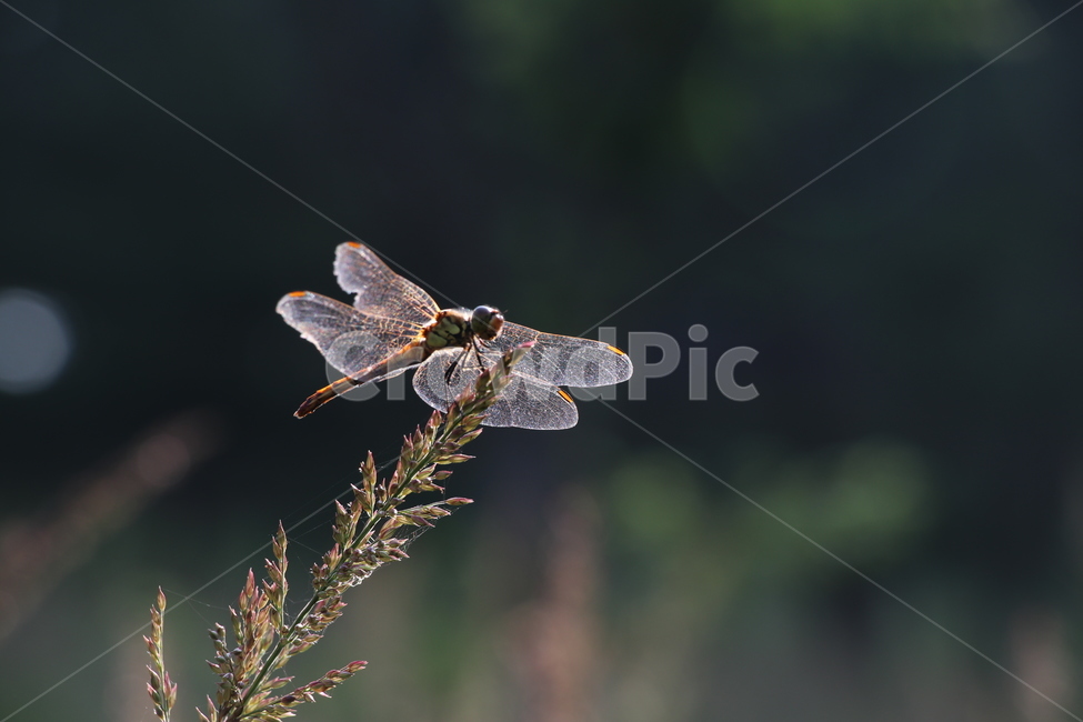 잠자리,가을,dragonfly,fall,곤충,곤충,벌레,insect,bug