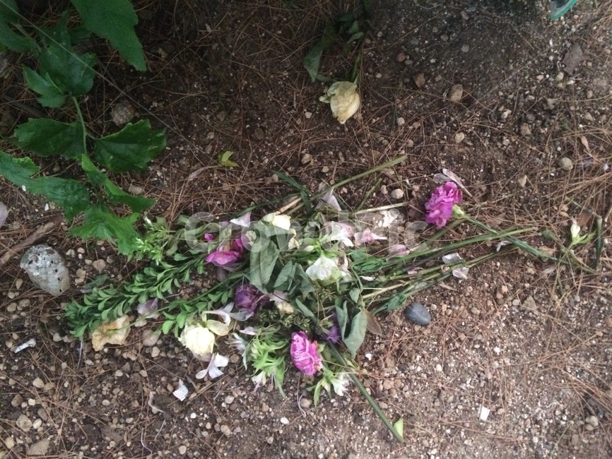 꽃,식물,자연,flower,nature