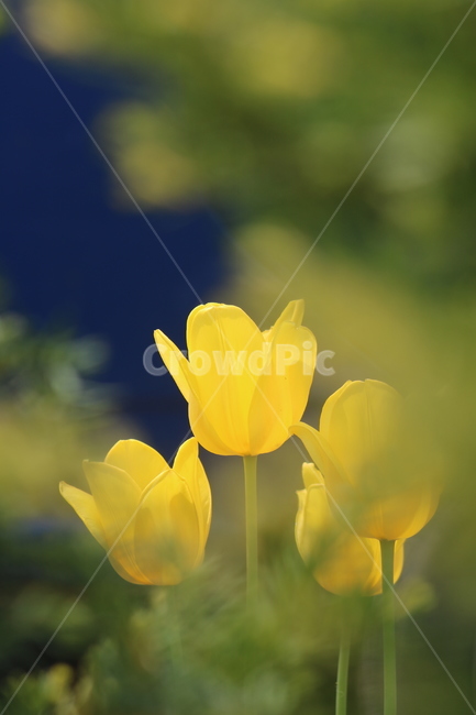벽초지,튤립,봄꽃,봄,꽃,튤립축제,식물,노란꽃,정원,공원,줌,근접찰영,감성사진,배경,아름다운,화사한