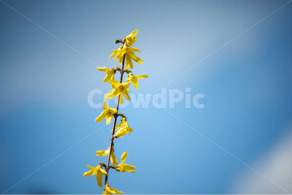 개나리,하늘,봄,따스함,파란하늘,노란,희망,봄,계절,spring,season,식물,자연,plants,nature,꽃,flower,plant,blossom,petal,꽃잎