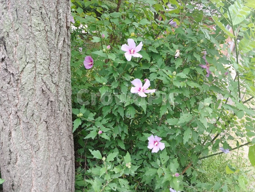 무궁화꽃,무궁화,꽃,화단,여름