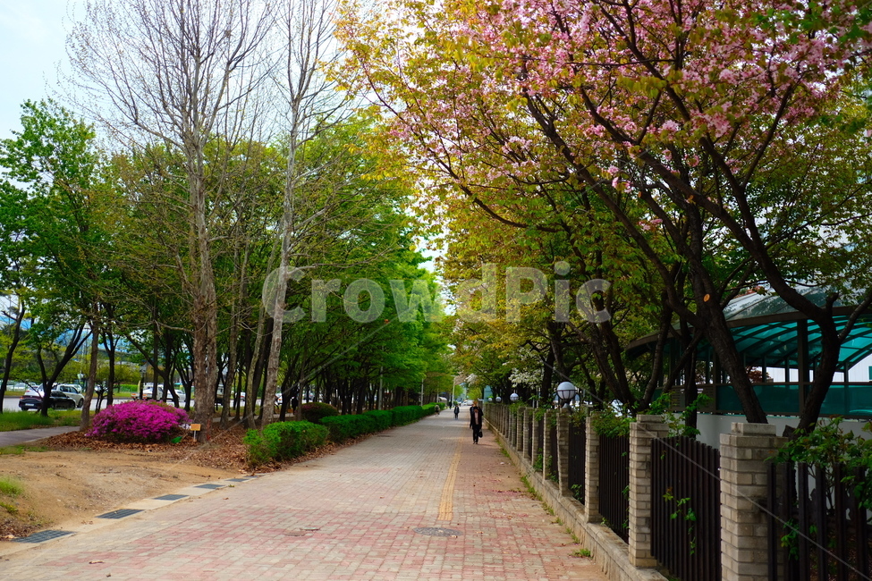 산책길,벚꽃,고잔역,봄,안산,도시,풍경,city,landscape,한국도시풍경,한국도시경관,korea cityscape,path,통로,plant,식물,tree,나무