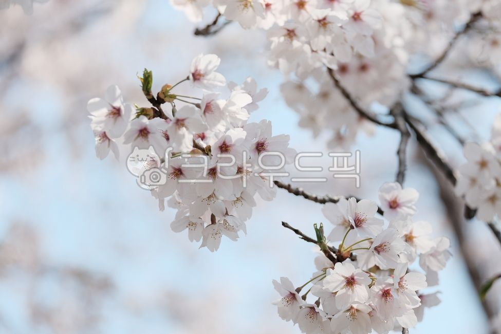 spring,spring flowers,Cherry Blossom,Cherry Blossom Ending,cherryblossom,flower