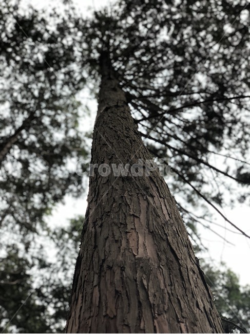 자연,나무,숲,감성,자유,나무,trees,wood