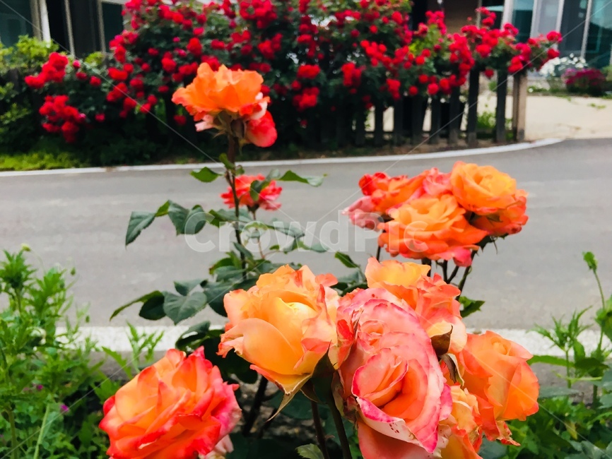 장미,여름,여름꽃,주황장미,빨간장미,식물,자연,plants,nature,꽃,flower