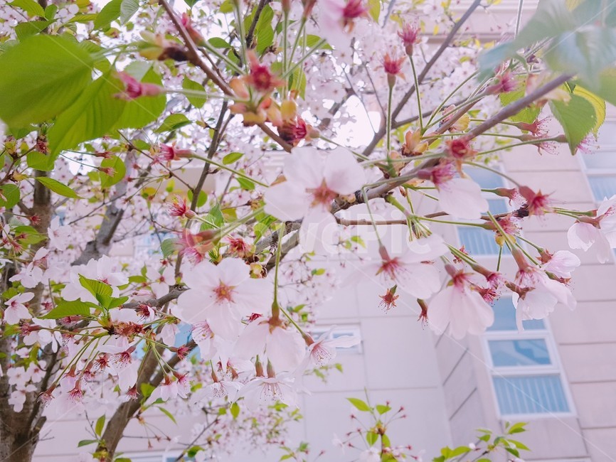 벚꽃,봄,꽃,나른,꽃구경,자연,나무,봄,계절,spring,season,식물,자연,plants,nature,꽃,flower,plant,blossom
