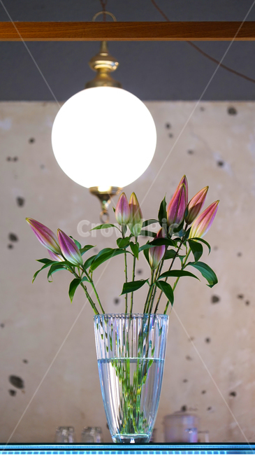 cafe,interior,lamp,light,vase,plant,flower,wall,concrete,glass,까페,인테리어,꽃병,꽃,식물,램프,조명,벽,식물,자연,plants,nature,꽃,flower,실내용화초,화분,화초,house plant,인테리어,실내디자인,interior design