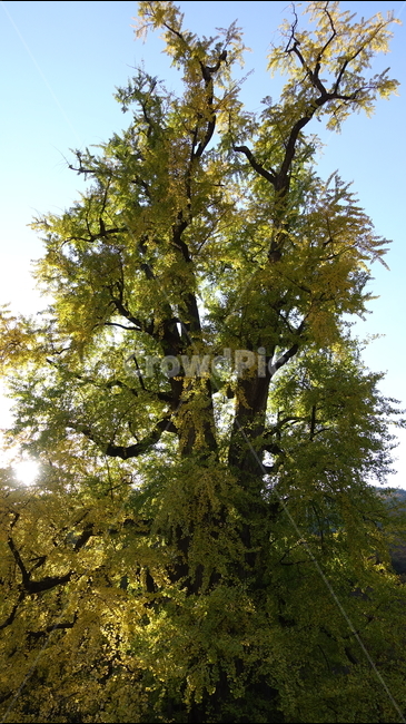 자연,nature,가을,yellow,낙엽,단풍,은행나무,tree,나무