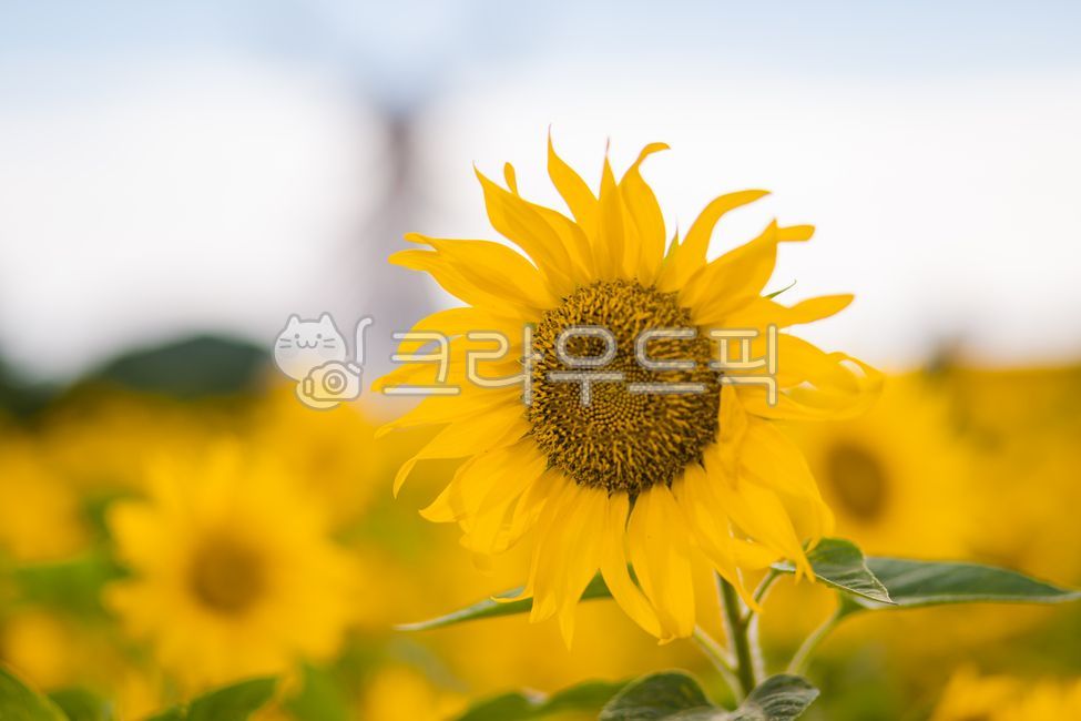 해바라기,해바라기꽃,해바라기꽃밭,해바라기밭,해라바리풍경,plant,식물,flower,꽃,sunflower,식물,자연,plants,nature,꽃,flower