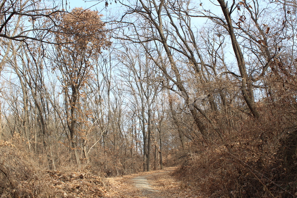 바닥,나무,tree,outdoors,옥외,ground
