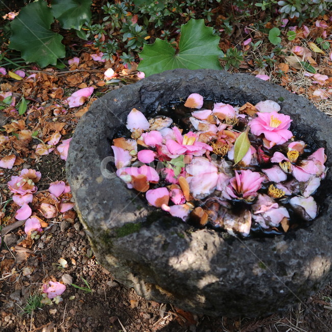 자연,노랑,그린,꽃,식물,동백,꽃,flower