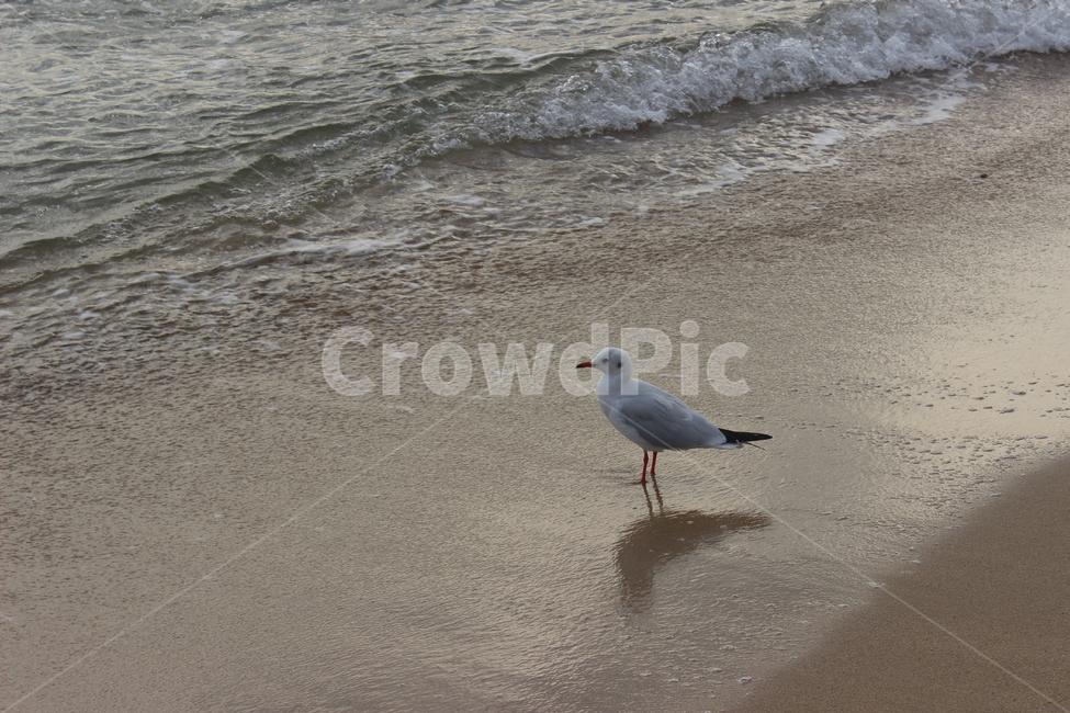 바다,새,bird,alone,gull,sea,beach,nature,기러기,갈매기,wave,혼자,외로움,해질녘,오후