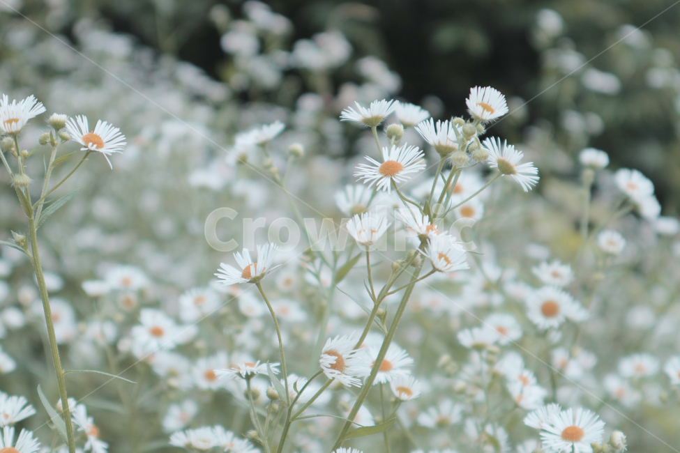 개망초,봄,plant,데이지,daisies,식물,blossom,daisy,꽃,식물,자연,plants,nature,꽃,flower