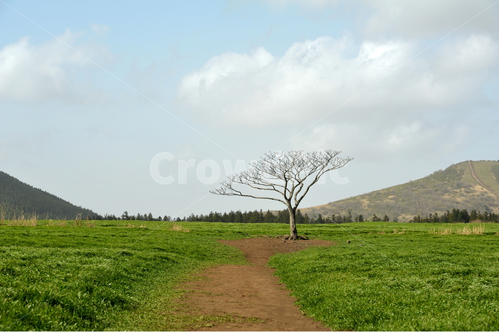 나무,왕따나무,목장,청보리,보리나무,자연,풍경,nature,landscape,한국자연풍경,한국자연경관,korea nature landscape,제주도,jeju,jeju island,식물,plants,나무,trees,wood,outdoors,옥외,grassland,목초지,field,들
