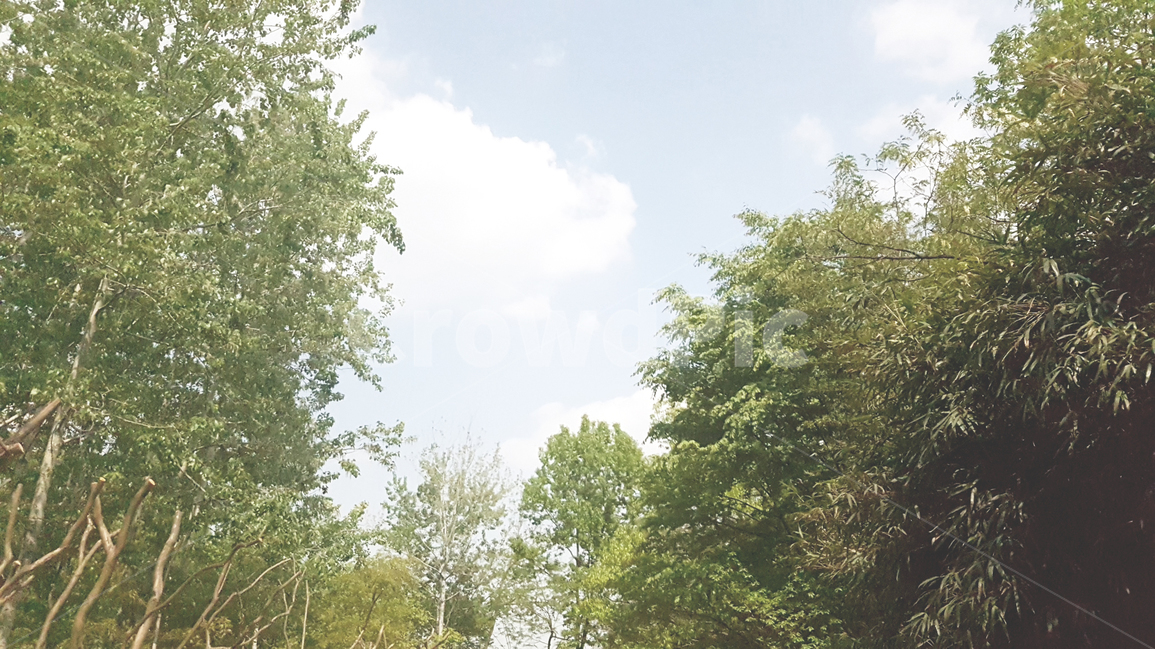 풍경,하늘,나무,숲,맑은,landscape,sky,tree,green,forest,sunnyday,자연,풍경,nature,landscape