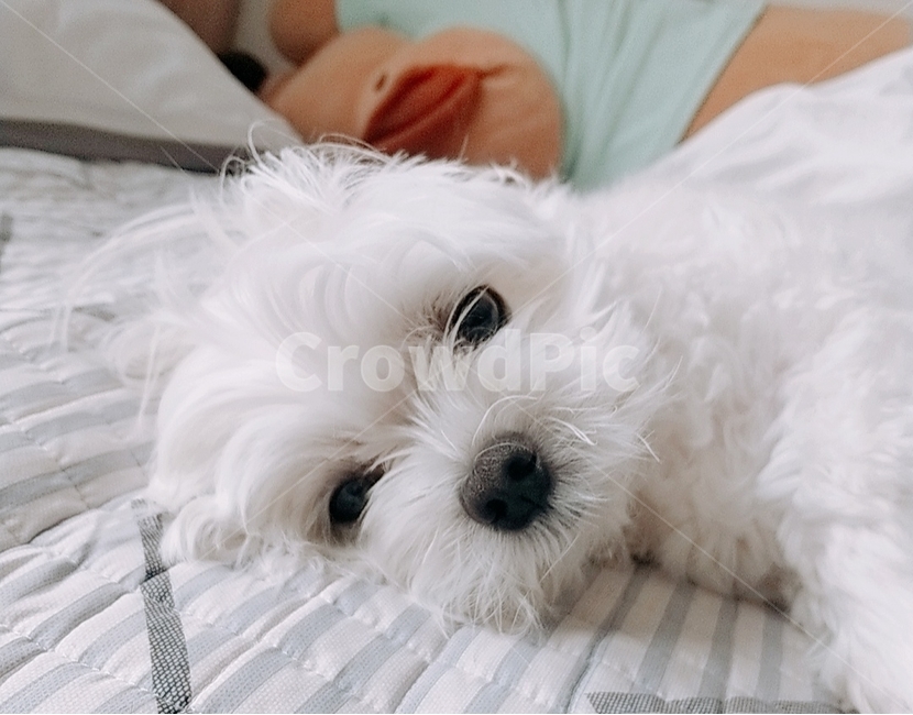 강아지,귀여움,흰색강아지,말티즈,애완견,침대위강아지,귀여운강아지,개