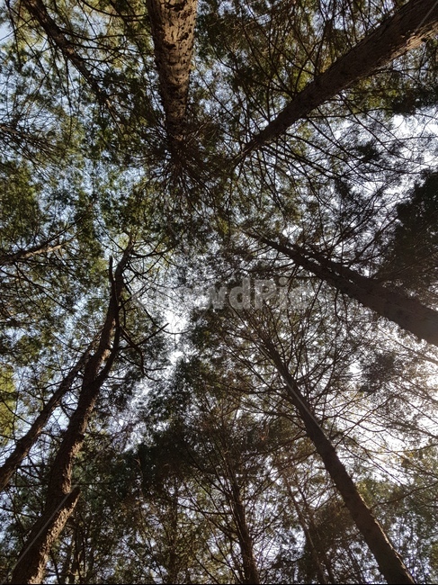 힐링,나무,편안,고요,자연,자연,풍경,nature,landscape,tree,plant,식물,light,빛,flare,플레어