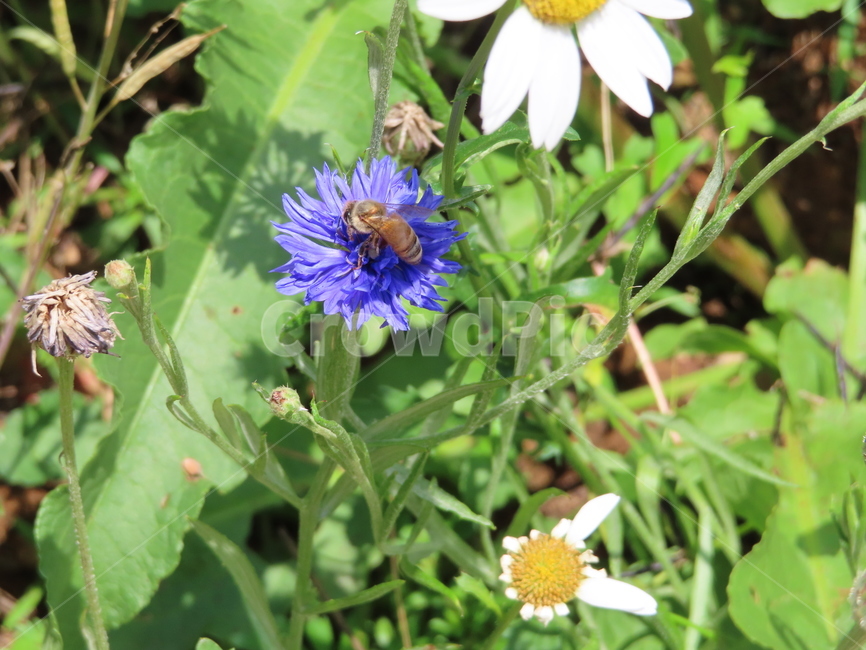 수레국화,꿀벌,꿀,벌레,식물,자연,날개,공원,꽃,아름다움,cartchrysanthemum,honey,worms,plants,nature,wings,parks,flowers,beauty,동물,animal,곤충,벌레,insect,bug