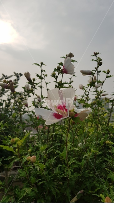무궁화,대한민국,국화,단결,애국심