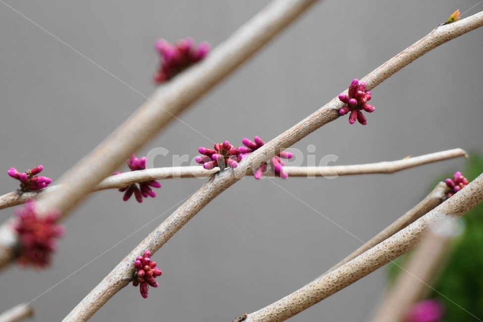 꽃,봄꽃,박태기나무꽃,분홍색,꽃나무,봄,3월,나뭇가지,봄,계절,spring,season,식물,자연,plants,nature,꽃,flower,plant