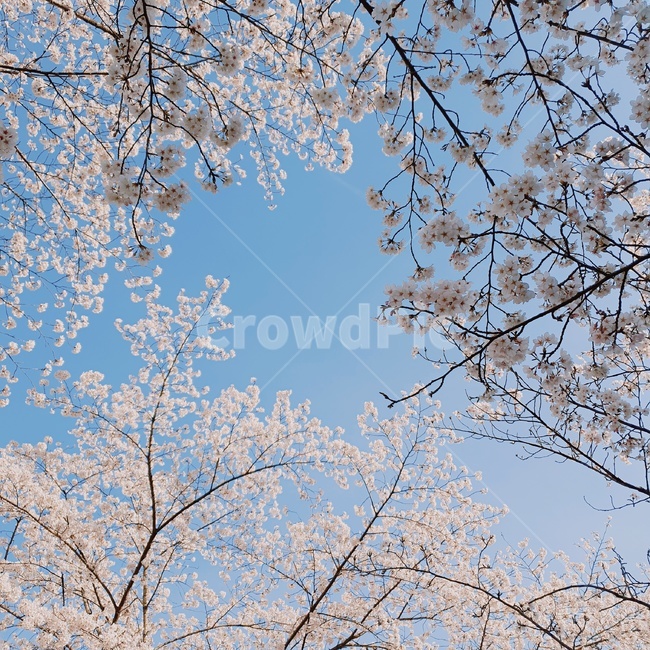 벚꽃,벚꽃놀이,벚꽃나무,하늘에벚꽃,꽃,소풍,나들이,flower,cherryblossom,blossom,plant,봄,계절,spring,season