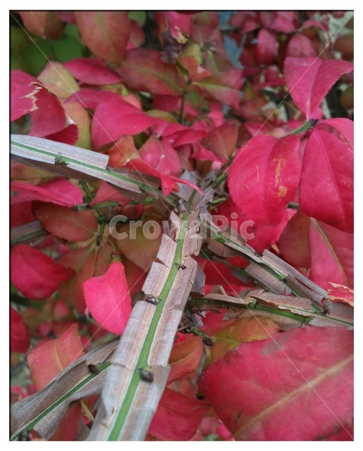 식물,화살나무,낙엽,자연,tree,식물,자연,plants,nature