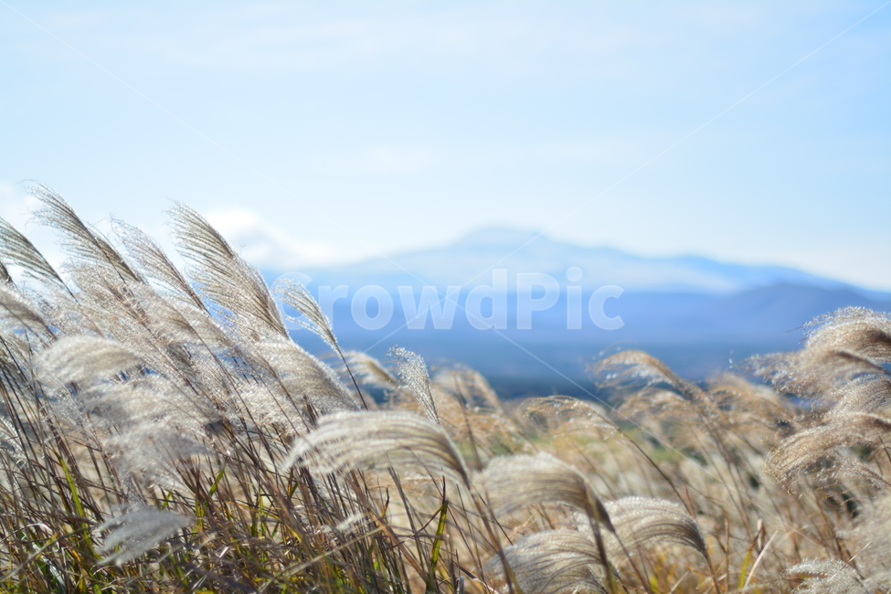한라산,갈대,산굼부리,제주도,가을,억새,가을,계절,fall,autumn,season,자연,풍경,nature,landscape,grass,잔디,plant,식물,lawn,reed
