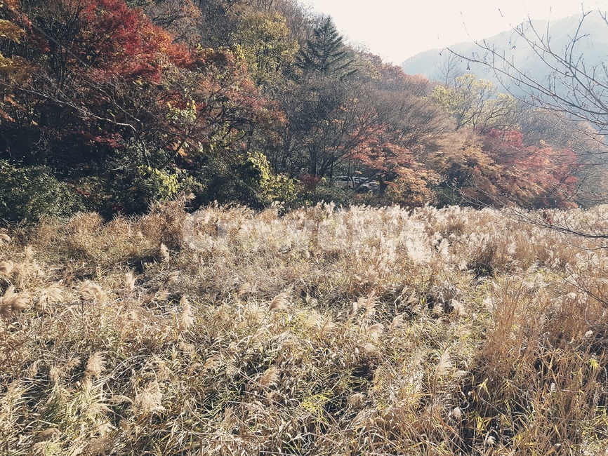 단풍,내장산,가을,하늘,풍경,국립공원,적막,새벽,한적함,걀대