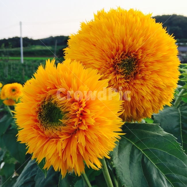 해바라기,노랑색,노란색,꽃,초록색,자연,식물