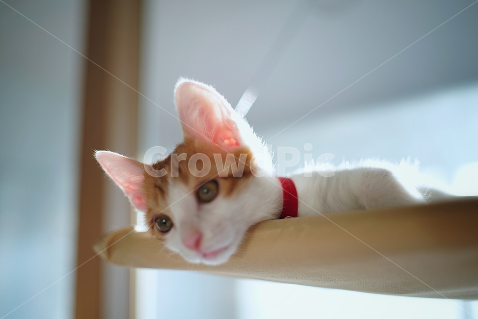 고양이,냥냥이,심심함,지루함,야옹이,동물,animal,포유류,mammal,고양이,cat,kitten,kitty