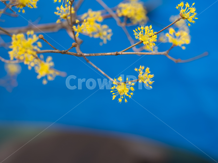 plant,식물,산수유,산수유꽃,노랑색,3월,꽃,식물,자연,plants,nature,꽃,flower