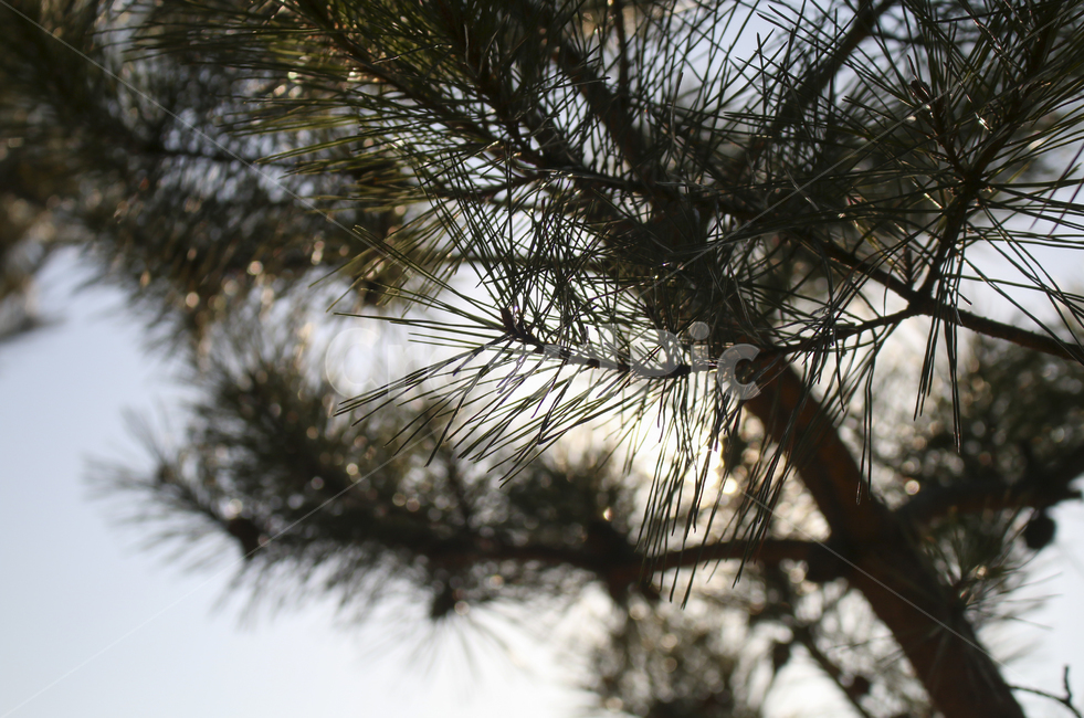 plant,식물,tree,나무,pine,소나무,leaf,잎,나뭇잎,솔잎