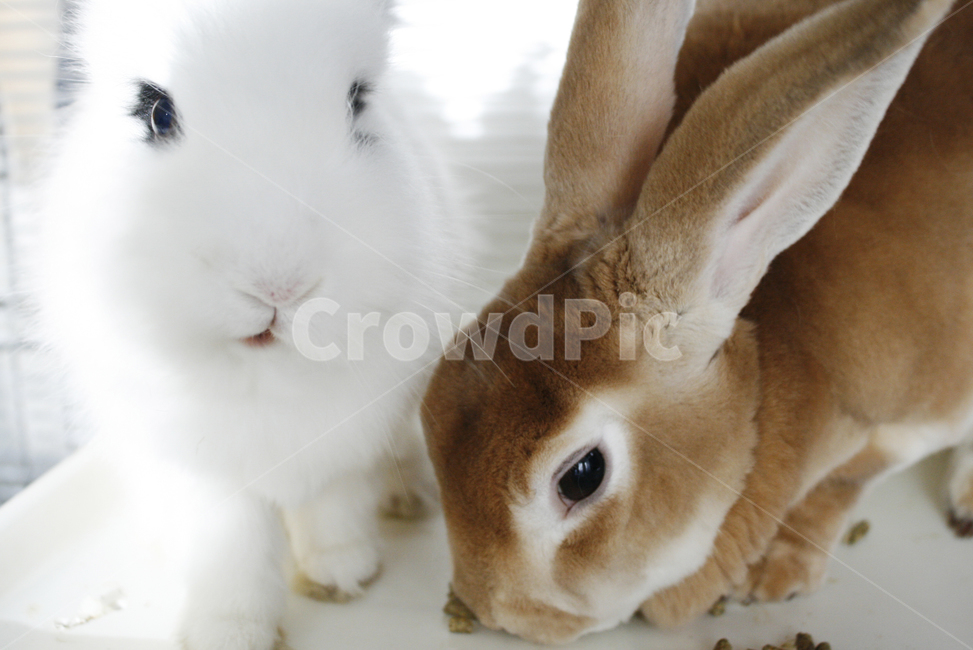 토끼,rabbit,귀여운동물,반려동물,예쁜,귀여운,흰토끼,갈색토끼,동물,animal,포유류,mammal