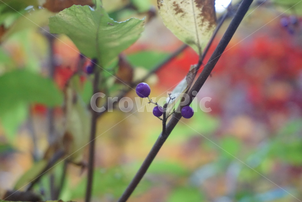 plant,식물,열매,나무,산,나무줄기,나뭇가지,나뭇잎,tree,leaf,mountain,nature,숲,wood