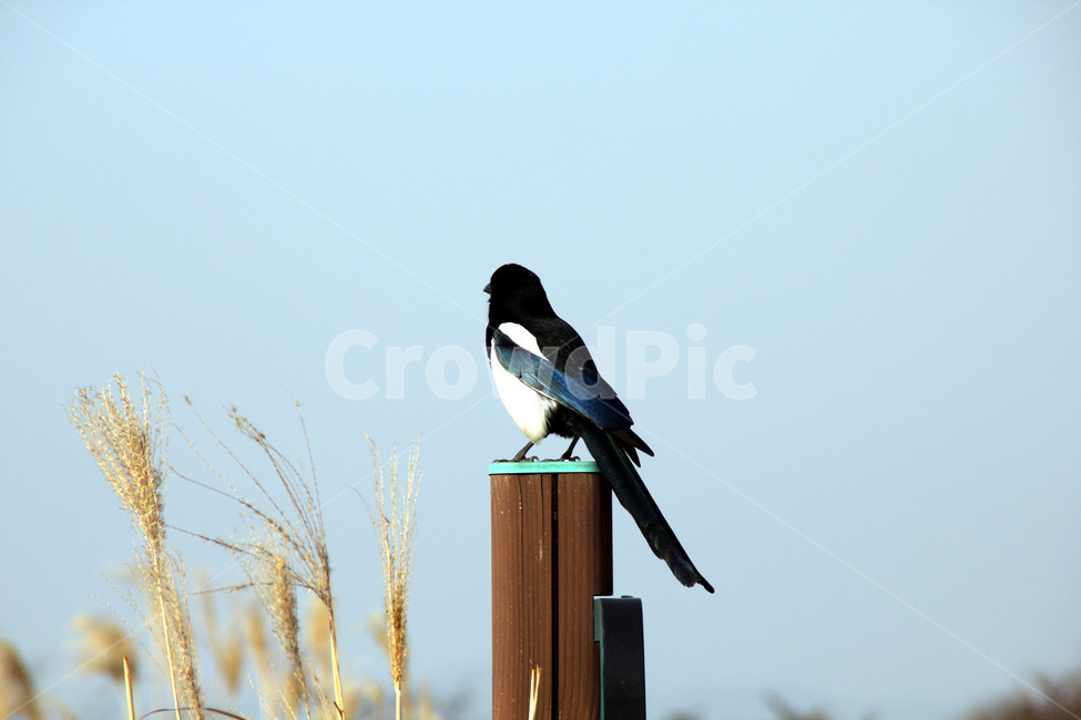 까치,조류,새,갈대,설날,동물,animal,조류,새,birds