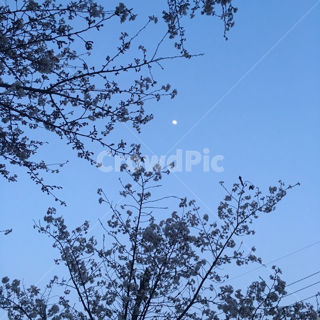 달,나무,풍경,분위기,여유