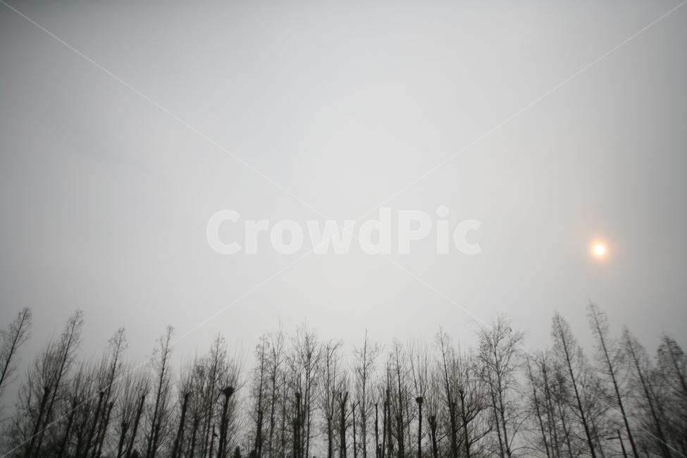 선유도,하늘,구름,흐림,겨울,나무,nature,자연,weather,날씨,outdoors,옥외