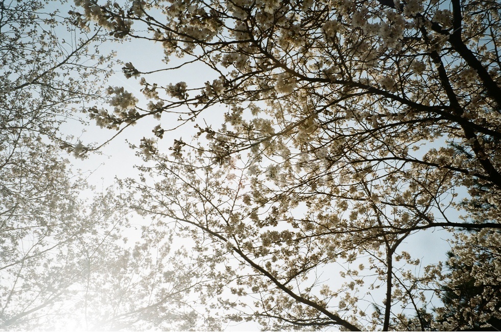 벚나무,벚꽃,봄,봄나무,하늘,봄하늘,나무,봄,계절,spring,season,식물,자연,plants,nature,꽃,flower,휴식,힐링,rest,relaxation,healing,tree,plant