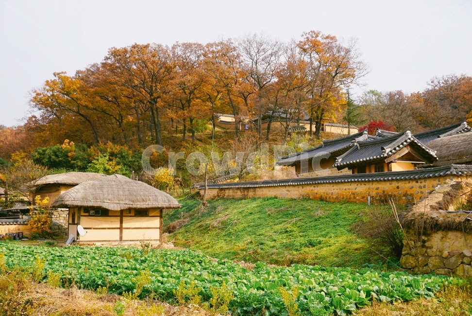 양동마을,시골,풍경,가을,초가집,한국전통,한국문화,korean traditional,korean culture