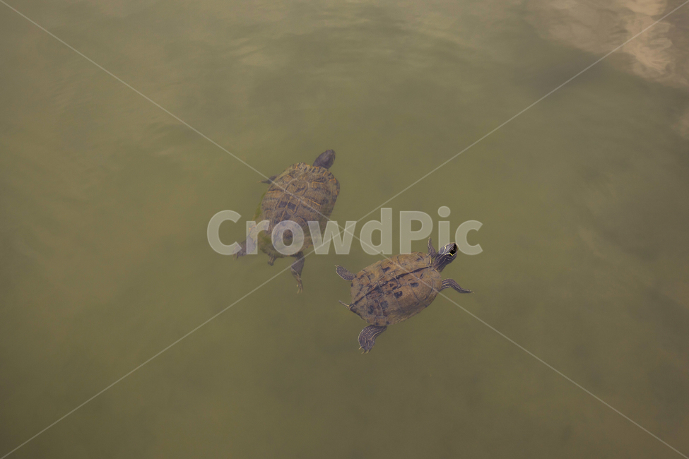 자라,거북이,수영,동물,자연,turtle,헤엄