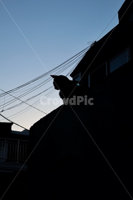 고양이,실루엣,그림자,도시,풍경,쓸쓸함,길고양이,cat,silhouette,korea
