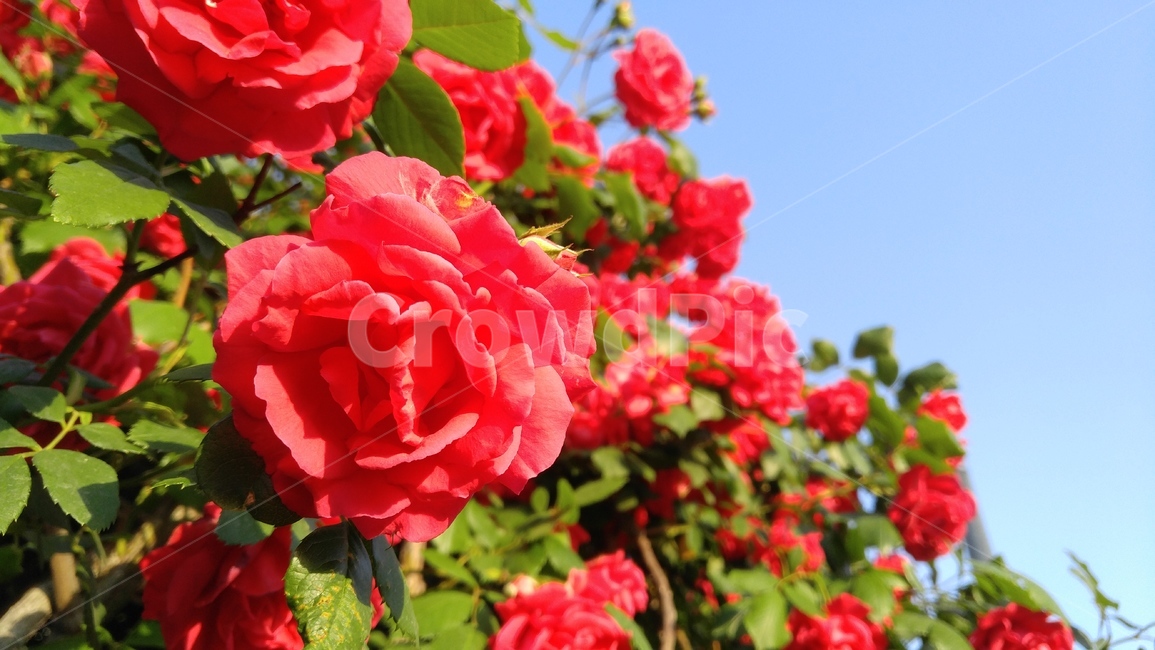 장미,붉은장미,꽃,붉은색,녹색,식물,계절,배경,감성,rose,aredrose,flower,red,green,flant,season,background,emotional