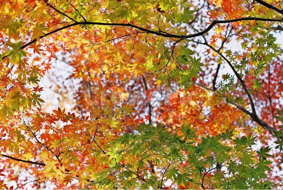 단풍,나무,maple,tree,color,가을,가을,계절,fall,autumn,season,leaf,잎,plant,식물