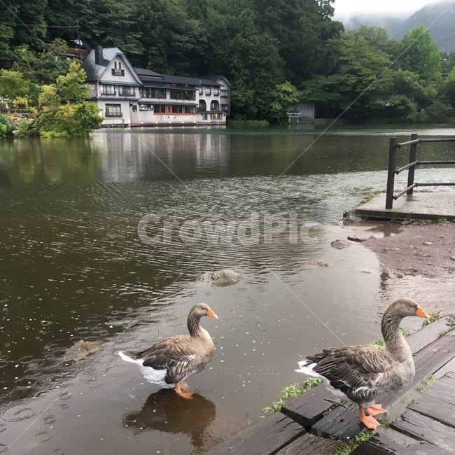 일본,오리,호수,후쿠오카,유후인