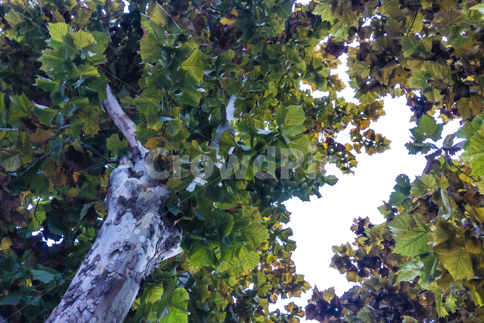 단풍,단풍나무,퇴색,낙엽,가을단풍,가을낙엽,식물,자연,plants,nature,나무,trees,wood