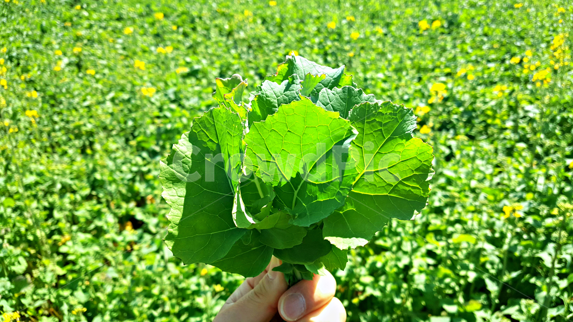 유채,유채잎,잎,leaf,식물,plant
