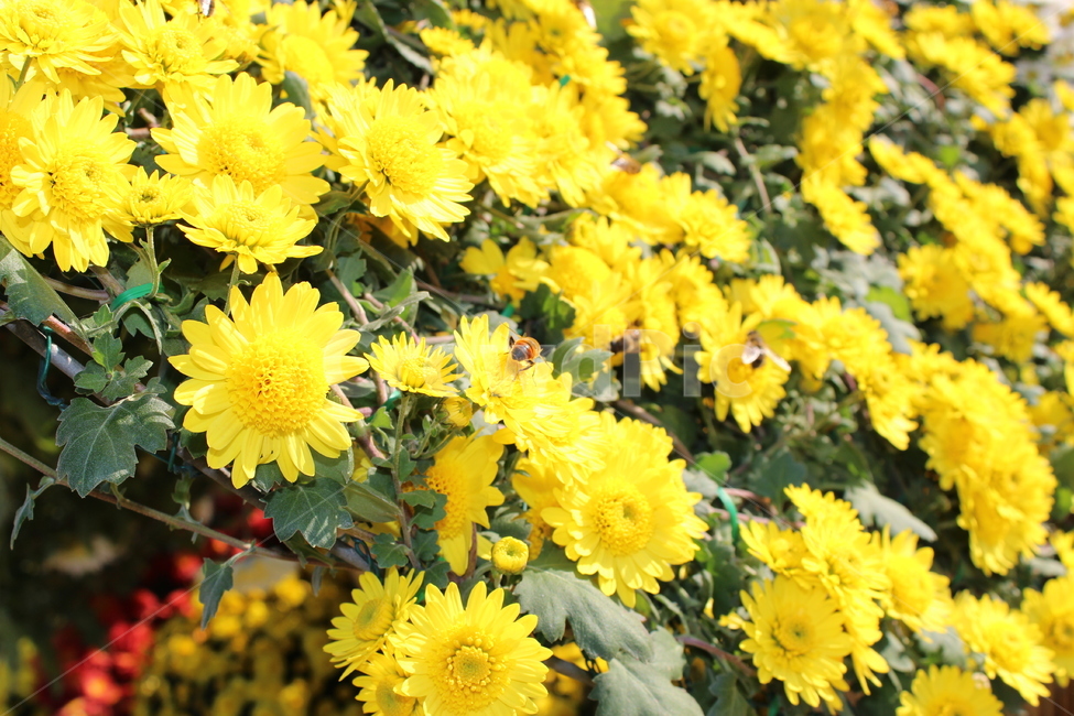 국화꽃,벌,곤충,노란꽃,잎,식물,자연,plants,nature,꽃,flower,동물,animal,곤충,벌레,insect,bug